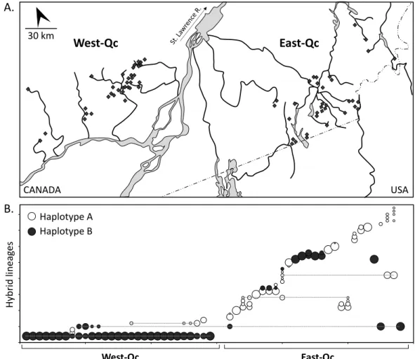 Figure 2.1.  Distribution of individuals from C. eos-neogaeus complex. (A) Map of Southern  Quebec  (Canada)  where  C