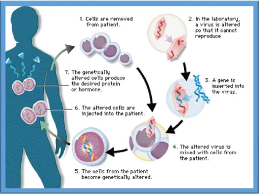 Figure 3 : Étapes de la thérapie génique  (19) (Image adaptée du site http://www.trip2medi.com) 