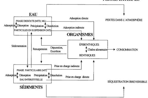 Figure 1. Relations entre les composantes d’un système aquatique et leur influence sur le comportement et le devenir des métaux traces (concentration, distribution, biodisponibilité et effets)