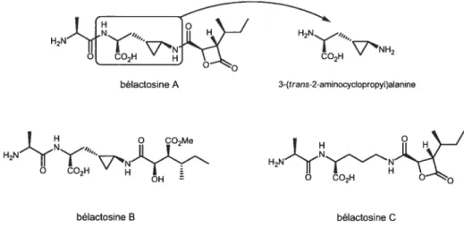figure 1 Structures des dérivés de la famille des bélactosines.