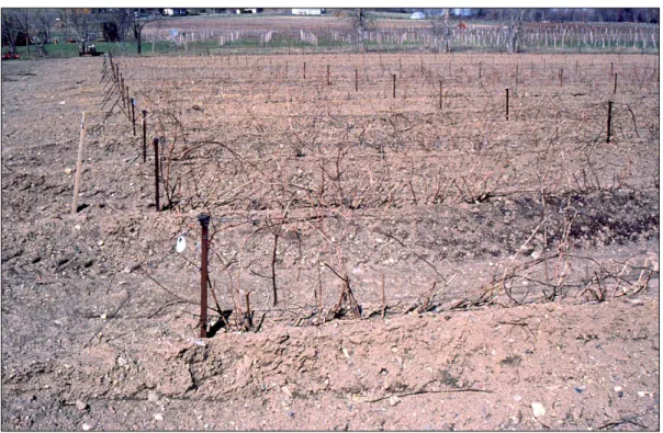 Fig. n° 4 : Les pieds de vigne sont enterrés pour l’hiver. La terre puis la neige servent d’isolant  thermique