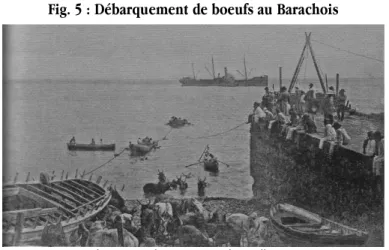 Fig. 5 : Débarquement de boeufs au Barachois 