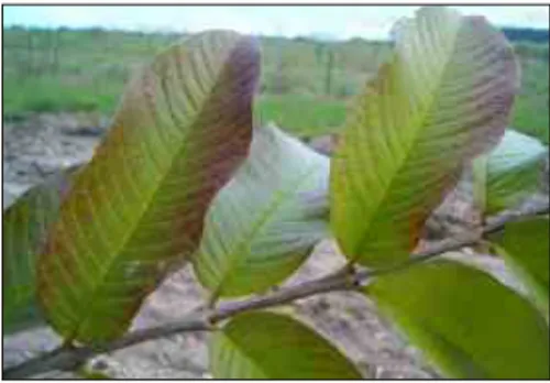 Figura 2 - Perda de vigor da copa e declínio da goiabeira cv. Paluma.