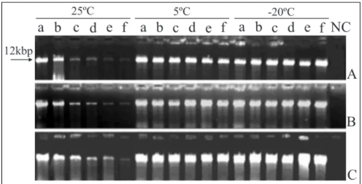 Figure 1. Nucleic acids extracted from papaya sticky diseased latex submitted to different dilution and storage conditions