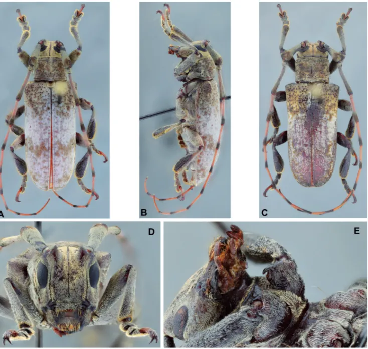 Figure 3. Pseudobeta casariae sp. nov.: (A) Dorsal habitus, holotype male; (B) Lateral habitus, holotype male; (C) Head, frontal view, holotype male; (D) Procoxae,  holotype male.