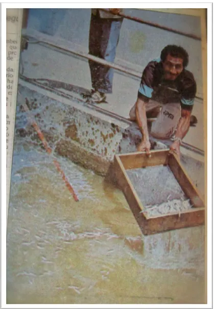Figure 2 - “EPMB’s employees keep trying to remove the little fish city’s from the treatment  plants”
