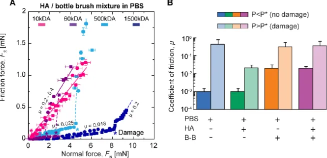 Figure 3. (A) Tribological testing of the BB (0.1 mg/mL) and HA (1mg/mL) polymer mixtures  in  PBS  (150  mM  NaCl)  performed  at  a  sliding  speed  of  3  m/s