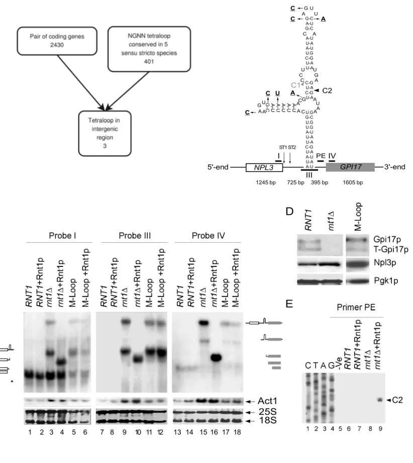 Figure 1 Ghazal et al., 2009 Npl3p Gpi17pPgk1p T-Gpi17pC2ABCDG-CG-CA-UA-UU-AA-UU.GC-GU-AU-AC-GU-AC-GU-AU.GG-CU.GU.GA-UU-AC-GU-AU-AA-UU-AA-UAG UUCANPL3GPI171245 bp725 bp395 bp1605 bp5'-end3'-endCGACAACAUAUUCGAAAGUC1C2ST2ST1IIVIIICCACCUAAct125S18S12 3 4 5 67