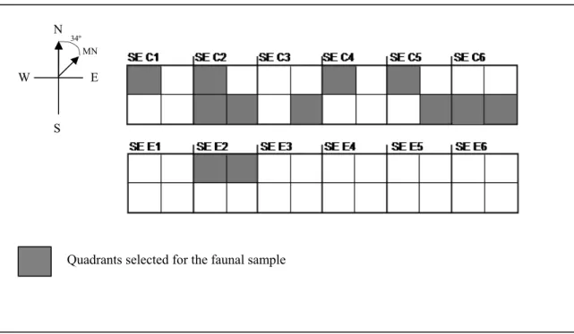 Figure 13: Trenches SE C and SE E in the House 3 midden showing quadrants selected for the faunal sample
