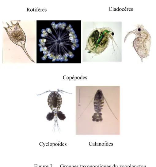 Figure 2.  Groupes taxonomiques du zooplancton 