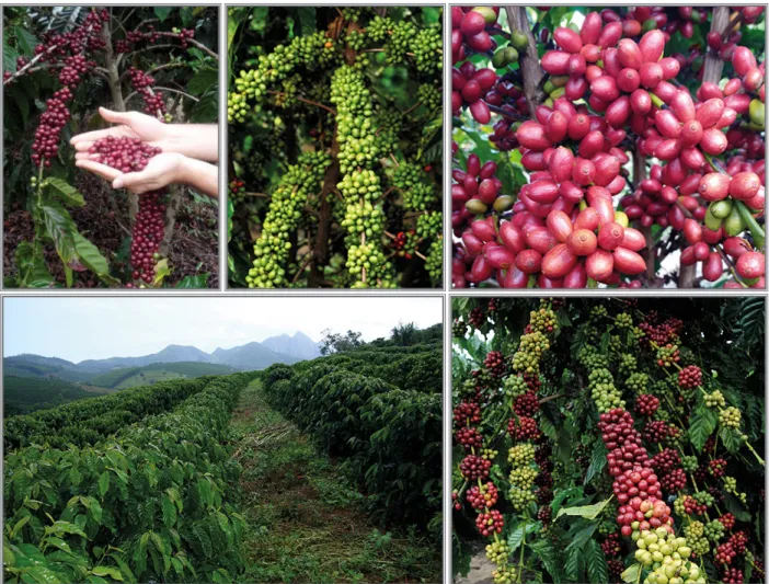 Figure 6. Phenotypic variability found in the accesses of the Incaper  Coffea canephora  Active Bank of  Germplasm (BAG), Marilândia/ES.