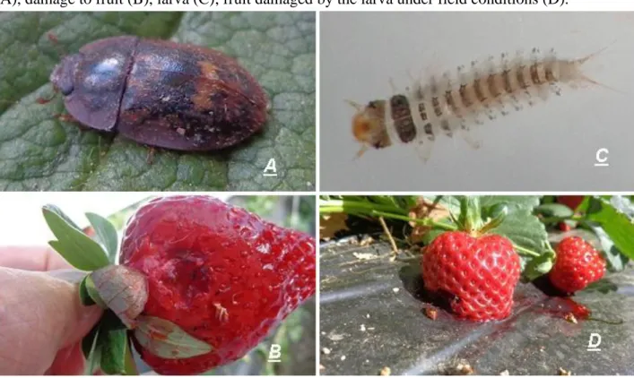 Figure 1: Lobiopa insularis (Laporte, 1840) (Coleoptera: Nitidulidae, Nitidulinae): adult insect  (A), damage to fruit (B), larva (C); fruit damaged by the larva under field conditions (D)