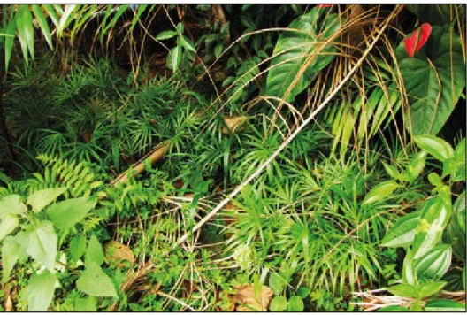 Figura 3. Plantas de juçara crescendo na beira de um barranco, entre a vegetação.