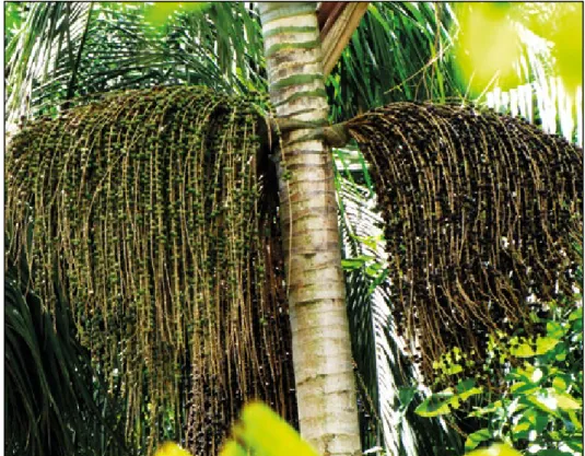 Figura 6. Os frutos da palmeira juçara não amadurecem todos ao mesmo tempo. 