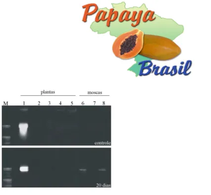 FIGURA 1 - Detecção molecular do PMeV em folha de mamoeiro contaminado (1), e sadio sem contato (2-5 controle) e após 20 dias de contato com o inseto (2-5 20 dias) e de inseto  Trialeurodes   variabilis  (6-8).Os   ácidos   nucléicos   foram   separados   
