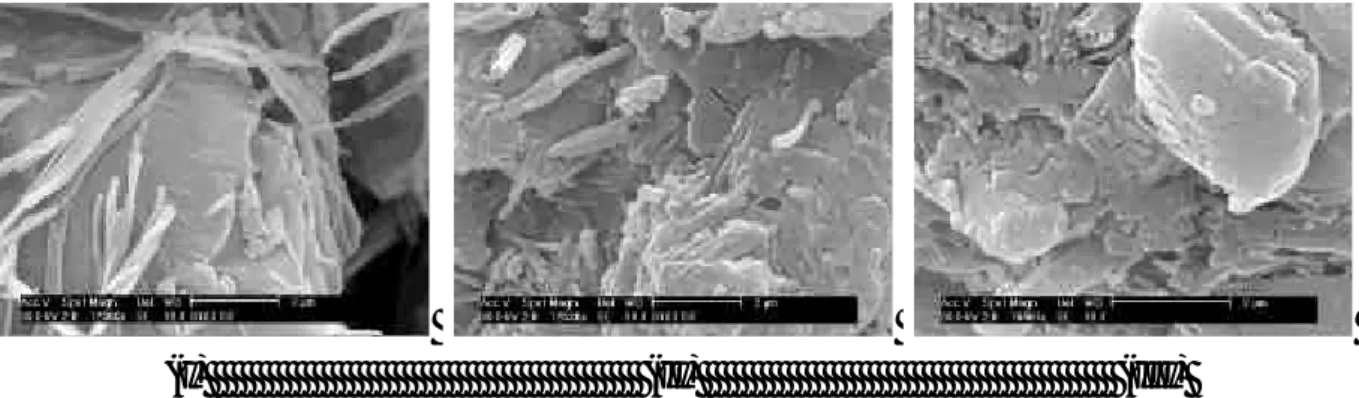 Figure 2. SEM picture of  γ -cyclodextrin/eflucimibe after co-crystallisation (I); after co- co-crystallisation and static step (II); after final stripping step (III)