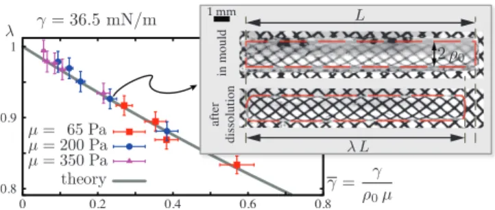 FIG. 1: Shortening of an initially circular cylinder made of agar gel when immersed in toluene