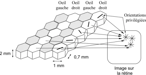 Figure 3.3 – Carte corticale codant les orientations spatiales des stimuli   présentés sur la rétine