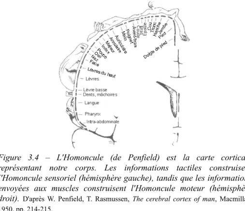 Figure   3.4   –   L'Homoncule   (de   Penfield)   est   la   carte   corticale   représentant   notre   corps