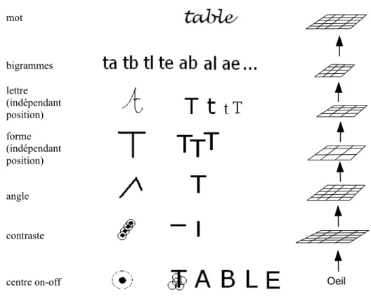 Figure 4.3 – Six niveaux de cartes auto-organisatrices sont nécessaires   pour passer de l'image sur la rétine à la reconnaissance orthographique   d'un mot (le 1 er  niveau est réalisé par l'œil), d'après Dehaene 13 .