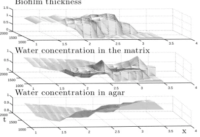 Figure 11: Simulation 2 - Visualization of the relative positions of terraces, matrix water concentra- concentra-tion maxima and agar water concentraconcentra-tion minima.
