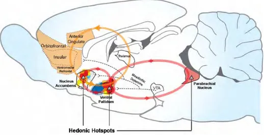 Figure 2 -  1. Hotspots et circuits hédoniques. 