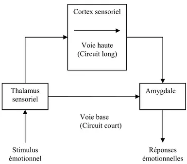 Figure 4 - 1. Modèle de LeDoux. Circuit court et circuit long de l’émotion (voie haute et voie basse  vers l’amygdale)