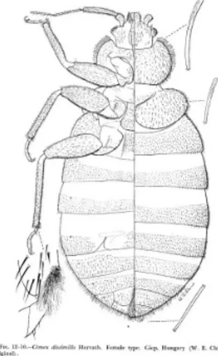 Figure  8 :  Pterygodermatites  (Neopaucipectines)  bovieri (Blanchard, 1886). 