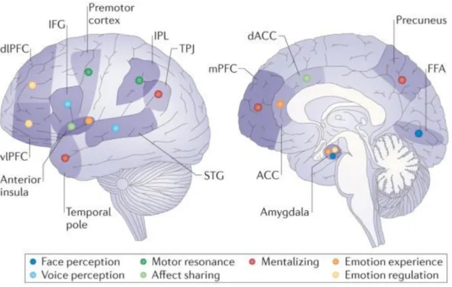 Figure 2: Régions cérébrales associées aux processus de cognition sociale selon Green et  al