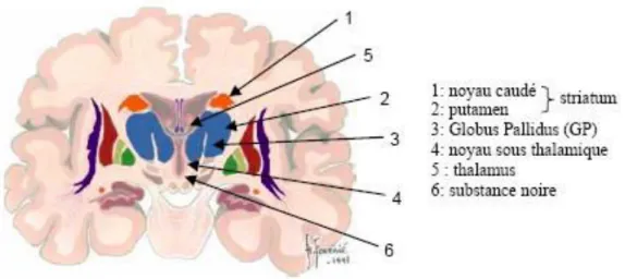 Figure 4  :  Anatomie  des  ganglions  de  la  base,  coupe  coronale.  Figure  adaptée  de  www.chups.jussieu.fr/ext/neuranat 