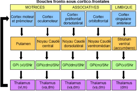 Figure  5 :  Organisation  anatomique  « parallèle »  des  boucles  fronto-sous-cortico- fronto-sous-cortico-frontales selon Alexander (1986)