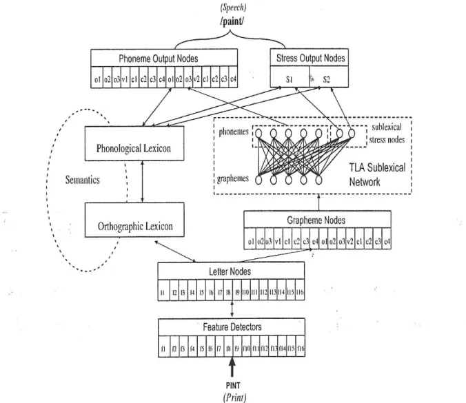 Figure  6.  Modèle  CDP++  de  Perry,C.,  Ziegler,  J.  et  Zorzi  (2010).  Les  nombres  indiquent  la  position  dans  les  différentes  couches,  alors  que  les  lettres  indiquent  le  type  de  représentation  (f=caractéristique,  o=début,  c=coda)