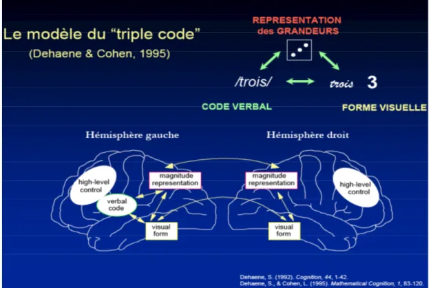 Figure 4. Implémentation schématique des représentations du triple code dans le cerveau