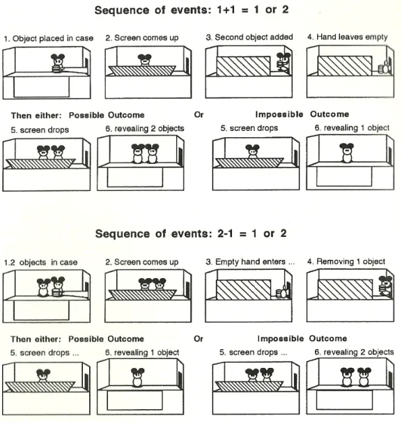 Figure 9. Procédure utilisée par Wynn (1992). 