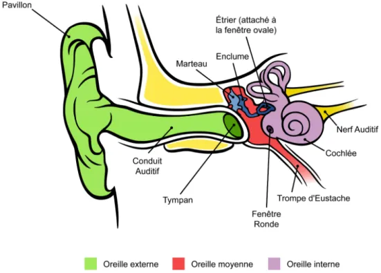 Figure 5 :  Schéma  de  l’oreille  externe,  moyenne  et  interne, chez  l’humain.  (Adapté  de Chittka &amp; Brockmann, 2005) 