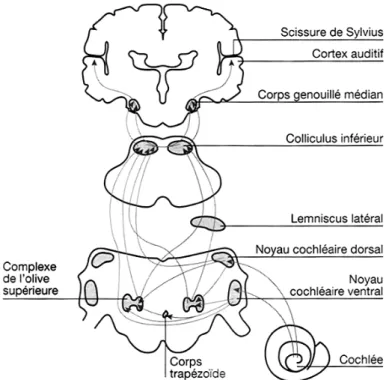 Figure 6 :  Présentation  schématique  des  voies  auditives  ascendantes,  de  la  cochlée  jusqu’au cortex auditif primaire (adaptée de Bonnet &amp; Chantrier, 1999)