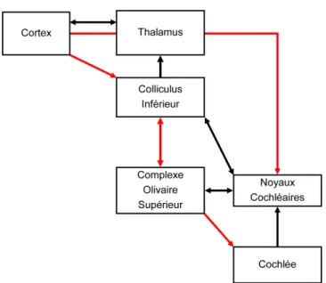 Figure 11 :  Voies  ascendantes  (en  noir)  et  descendantes  (en  rouge)  du  système  auditif