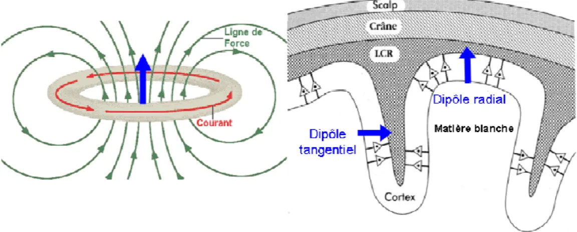 Figure 14  À  gauche :  La  notion  de  dipôle  permet  de  comprendre  que  les  neurones  créent  une  activité  électrique  post-synaptique  (en  rouge)  ainsi  qu’une  activité  magnétique  (en  vert)