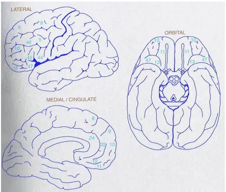 Figure  11 :  Représentation  schématique  des  différentes  aires  (chiffres)  du  cortex  préfrontal  chez l’homme (lateral : vue latérale, orbital : vue de dessous, medial/cingulate : vue sagittale,  d’après Fuster, 2009)