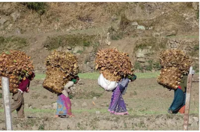 Figure 2. Femmes revenant de la forêt où elles ont collecté des feuilles pour servir de litière au bétail resté dans le village, haute vallée d'Uttarkashi