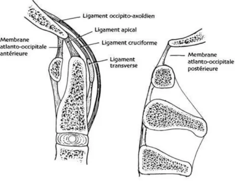 Fig. 2 : Atlas, odontoïde, ligaments alaires et ligament transverse (d'après Cahiers d'enseignement de la SOFCOT, 1995) 