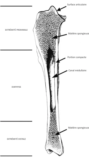 Fig. 3 : Morphologie d’un os et vocabulaire employé, coupe frontale d’un fémur de bœuf