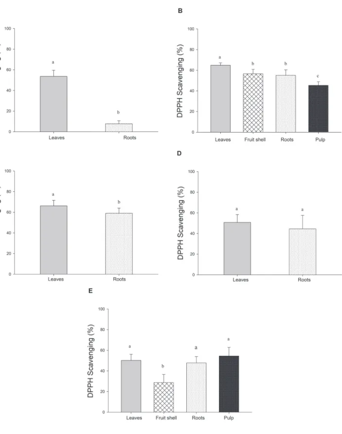 Figure 4.  Scavenging of DPPH radicals by ethanolic extracts from Passiflora edulis plants in various developmental stages