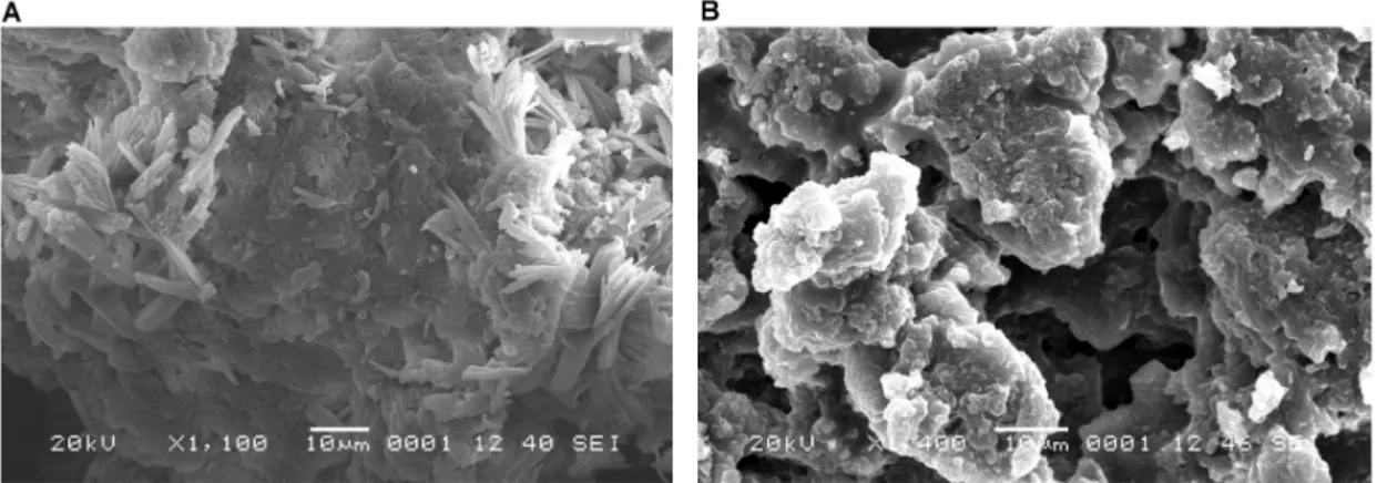 Figure 6. Scanning electron microscopy (SEM) images of the latex from healthy (A) and PMeV-infected  papaya fruits (B)