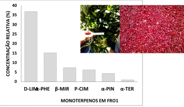 Figura 3- Planta Aroeira- amostra FR01 (muda) e frutos maduros (Pedro Canário- ES)