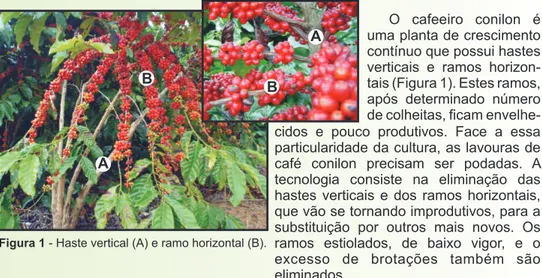 Figura 1 - Haste vertical (A) e ramo horizontal (B).