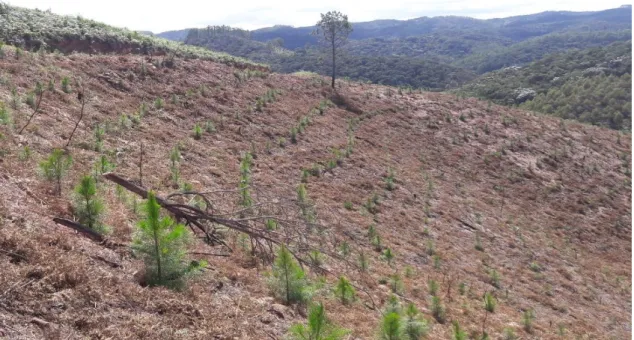 Figura  5. Plantio  de  pinus  com  um  ano  de  idade  no  espaçamento  de  4  x  2,5  m  na  cidade  de  Marechal  Floriano, ES