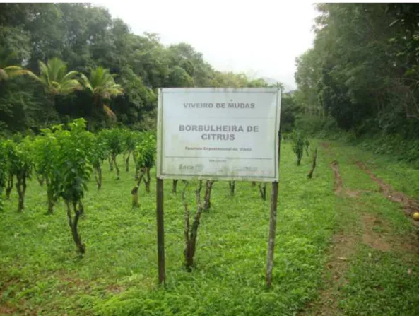 Figura 7 – Primeira borbulheira de citros registrada no estado do Espírito  Santo,  localizada  na  Fazenda  Experimental  de  Viana  (FEV/Incaper), BR 262, município de Viana/ES
