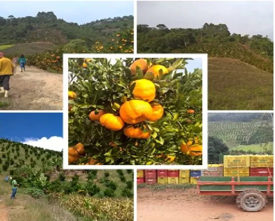 Figura 1- Visita pomares de tangerina Ponkan da região de Pedra Azul 