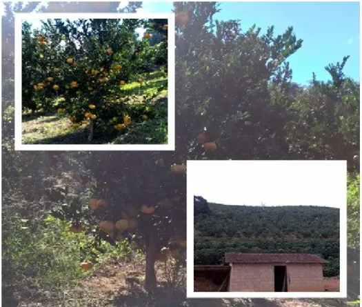 Figura 2- Vista de uma planta de Ponkan, pomar do Sr. José Carlos Pinto, e vista geral do pomar de  Herdeiros de Bepim Pravato